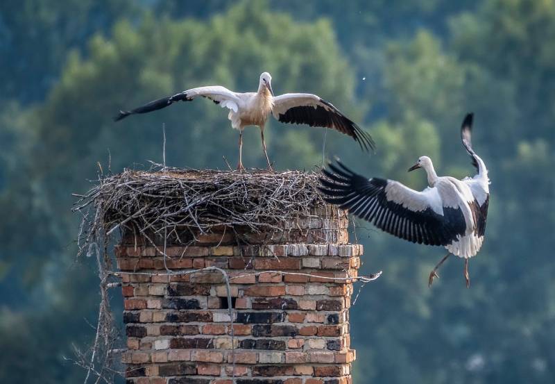 Professional Chimney Animal Removal Services in Wheaton, Illinois