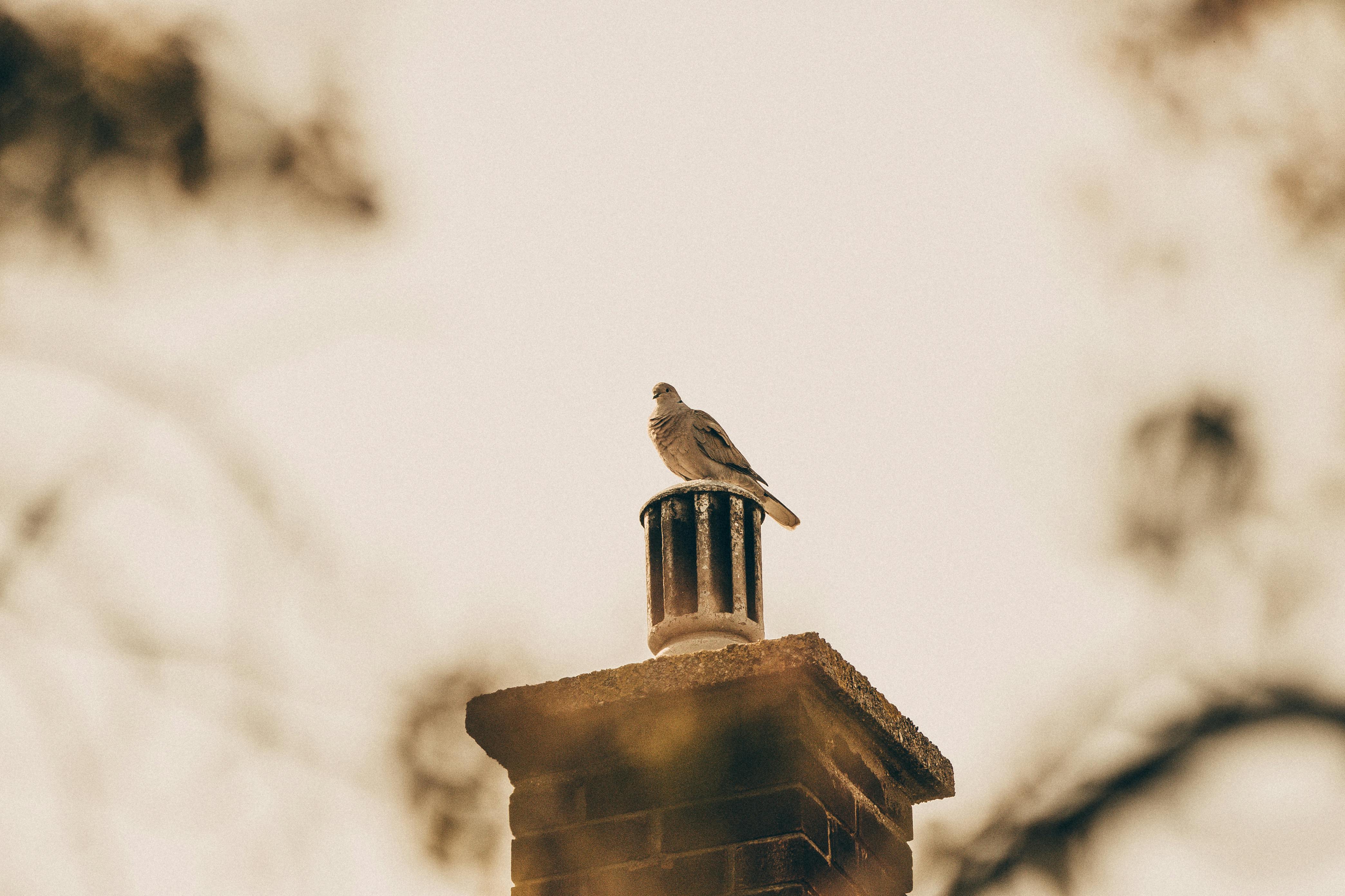 Expert Chimney Cap Installation in Wheaton, Illinois